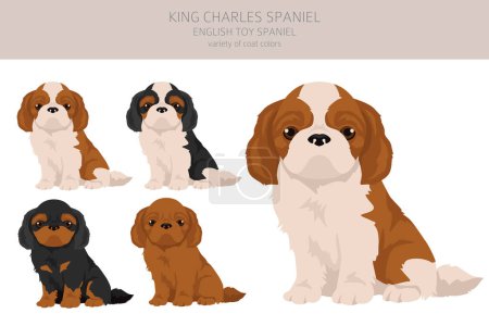 Ilustración de Rey Chares Spaniel clipart cachorro. Distintas poses, colores del abrigo establecidos. Ilustración vectorial - Imagen libre de derechos