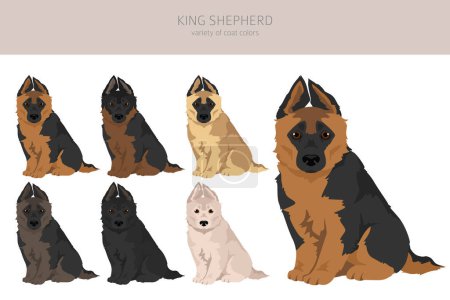 Téléchargez les photos : King Shepherd. Variété de chien de berger allemand. clipart. Différentes couleurs de manteau ensemble. Illustration vectorielle - en image libre de droit