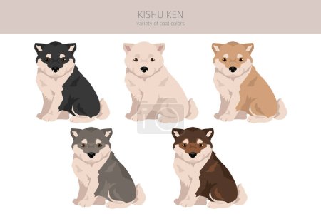 Kishu Ken puppy clipart. Different poses, coat colors set.  Vector illustration