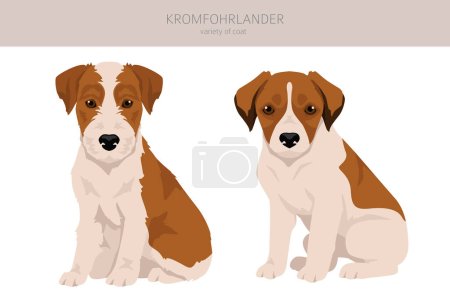 Kromfohrlander puppy clipart. Different poses, coat colors set.  Vector illustration