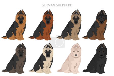 German shepherd puppy in different coat colors clipart. Vector illustration