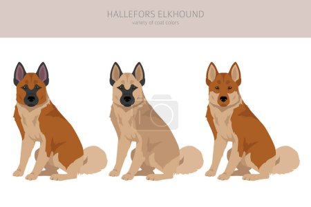 Téléchargez les photos : Hallefors elkhound clipart. Different poses, coat colors set.  Vector illustration - en image libre de droit