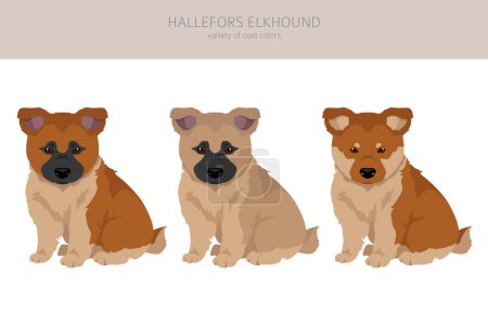 Téléchargez les photos : Hallefors elkhound clipart. Different poses, coat colors set.  Vector illustration - en image libre de droit