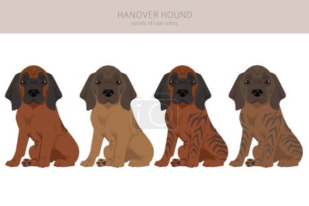 Illustration for Hanover hound puppy clipart. Different poses, coat colors set.  Vector illustration - Royalty Free Image