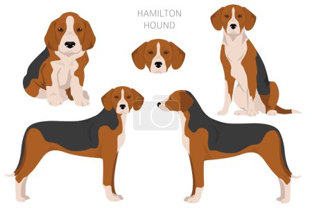 Hamilton hound clipart. Different poses, coat colors set.  Vector illustration