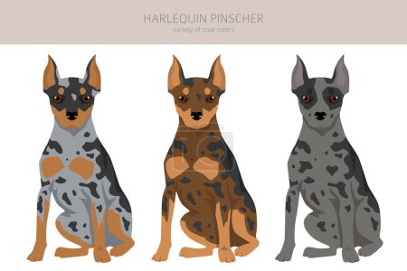 Illustration for Harlequin pinscher clipart. Different poses, coat colors set.  Vector illustration - Royalty Free Image