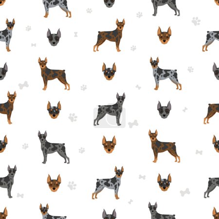 Harlequin pinscher seamless pattern. Different poses, coat colors set.  Vector illustration