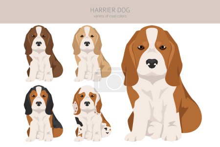 Téléchargez les photos : Harrier chien chiot clipart. Différentes poses, couleurs de manteau réglées. Illustration vectorielle - en image libre de droit