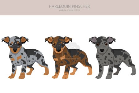 Illustration for Harlequin pinscher clipart. Different poses, coat colors set.  Vector illustration - Royalty Free Image
