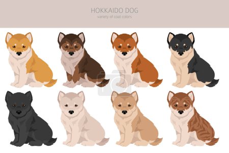 Hokkaido dog puppy , Ainu dog clipart. Different poses, coat colors set.  Vector illustration