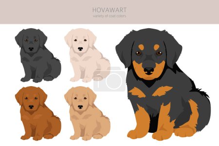 Hovawart dog puppy clipart. Different poses, coat colors set.  Vector illustration