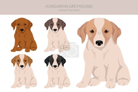 Illustration for Hungarian greyhound puppy clipart. Different poses, coat colors set.  Vector illustration - Royalty Free Image