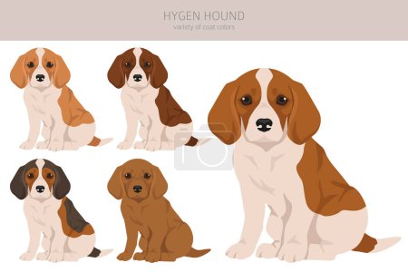 Téléchargez les photos : Clipart de chiot de chien de chasse d'hygène. Différentes poses, couleurs de manteau réglées. Illustration vectorielle - en image libre de droit