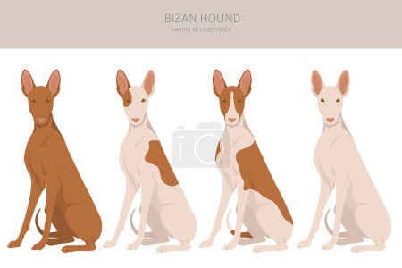 Illustration for Ibizan hound clipart. Different poses, coat colors set.  Vector illustration - Royalty Free Image