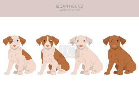Clipart de cachorro de sabueso Ibizano. Distintas poses, colores del abrigo establecidos. Ilustración vectorial
