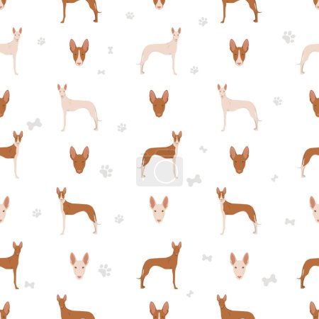 Ibizan hound seamless opattern. Different poses, coat colors set.  Vector illustration