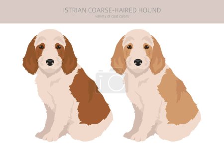 Istrian Coarse-haired hound puppy clipart. Different poses, coat colors set.  Vector illustration