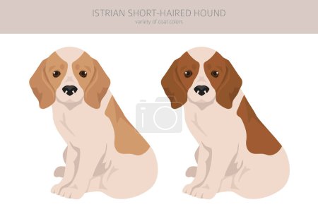 Ilustración de Istrian Clipart de cachorro de pelo corto. Distintas poses, colores del abrigo establecidos. Ilustración vectorial - Imagen libre de derechos