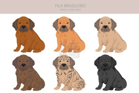 Clipart de chiot Fila Brasileiro. Différentes poses, couleurs de manteau réglées. Illustration vectorielle