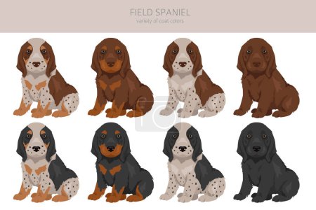 Field spaniel puppy clipart. Different poses, coat colors set.  Vector illustration