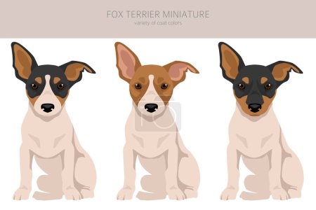 Fox Terrier miniature puppy clipart. Different coat colors set.  Vector illustration