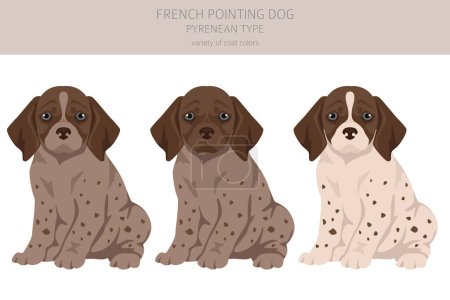 Illustration for French pointing dog, Pyrenean type puppy clipart. Different poses, coat colors set.  Vector illustration - Royalty Free Image