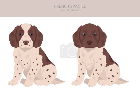Illustration for French spaniel puppy clipart. Different poses, coat colors set.  Vector illustration - Royalty Free Image
