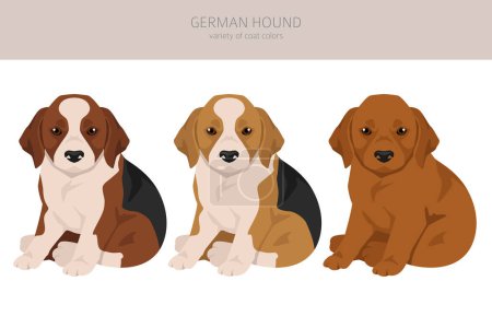 Illustration for German Hound puppy clipart. Different coat colors set.  Vector illustration - Royalty Free Image
