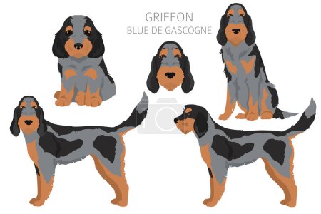 Griffon Blue de Gascogne  clipart. Different coat colors set.  Vector illustration