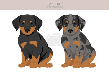 Beauceron Hund, Französischer Schäferhund Welpen Cliparts. Alle Fellfarben eingestellt. Unterschiedliche Position. Alle Hunderassen Merkmale Infografik. Vektorillustration