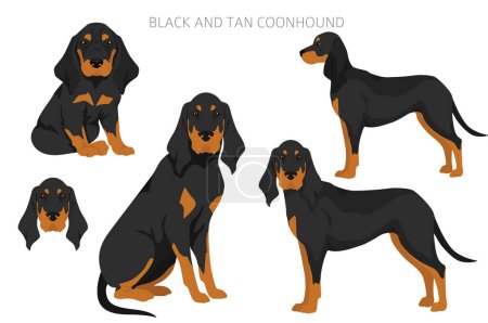 Téléchargez les photos : Black and tan coonhound clipart. Different coat colors and poses set.  Vector illustration - en image libre de droit