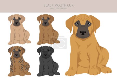Black mouth cur puppy clipart. Different coat colors and poses set.  Vector illustration