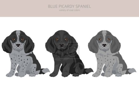 Clipart de cachorro Picardía Azul Spaniel. Diferentes colores de capa y poses conjunto. Ilustración vectorial
