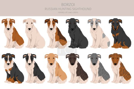ruso caza sighthound borzoi cachorro clipart. Diferentes colores de capa y poses conjunto. Ilustración vectorial