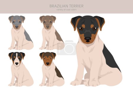 Téléchargez les photos : Clipart chiot terrier brésilien. Différentes couleurs de manteau et pose ensemble. Illustration vectorielle - en image libre de droit