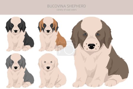Illustration for Bucovina shepherd clipart. Different coat colors and poses set.  Vector illustration - Royalty Free Image