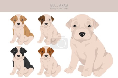 Toro árabe cachorro clipart. Diferentes colores de capa y poses conjunto. Ilustración vectorial
