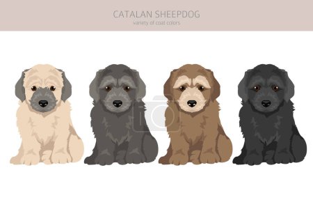 Téléchargez les photos : Clipart de chiot chien de berger catalan. Différentes poses, couleurs de manteau réglées. Illustration vectorielle - en image libre de droit