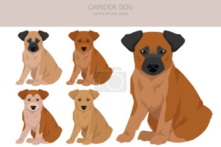 Téléchargez les illustrations : Clipart chiot chien Chinook. Différentes poses, couleurs de manteau réglées. Illustration vectorielle - en licence libre de droit