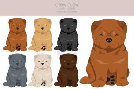 Chow chow shorthaired variety puppy clipart. Different poses, coat colors set.  Vector illustration