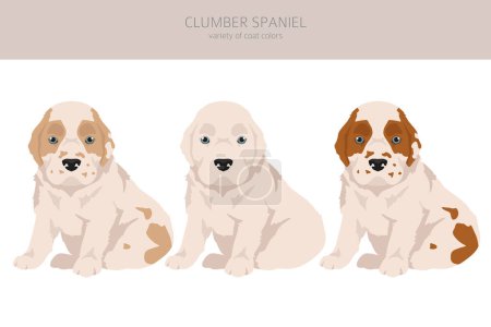 Clumber spaniel puppy clipart. Different poses, coat colors set.  Vector illustration