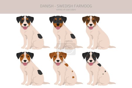 Danish swedish farmdog puppy clipart. Different poses, coat colors set.  Vector illustration