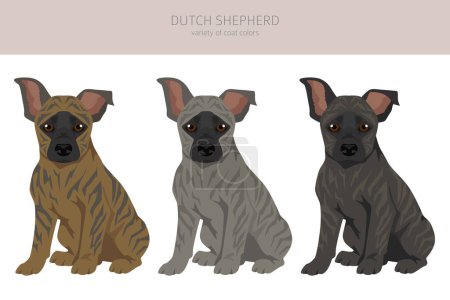 Illustration for Dutch shepherd puppy clipart. Different poses, coat colors set.  Vector illustration - Royalty Free Image