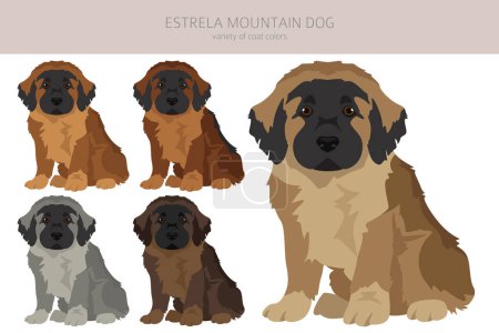 Estrela mountain dog puppy clipart. Different poses, coat colors set.  Vector illustration