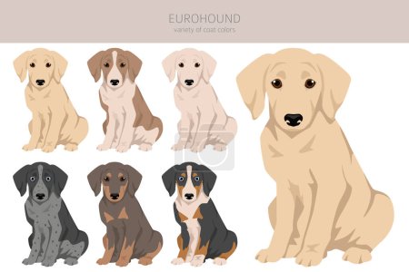Téléchargez les photos : Eurohound clipart. Different coat colors set.  Vector illustration - en image libre de droit