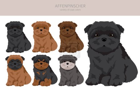 Téléchargez les photos : Affenpinscher dog puppy clipart. All coat colors set.  All dog breeds characteristics infographic. Vector illustration - en image libre de droit