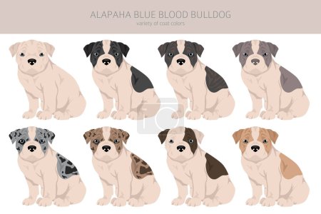 Alapaha Blue Blood Bulldog Welpen Cliparts. Verschiedene Posen, festgelegte Fellfarben. Vektorillustration