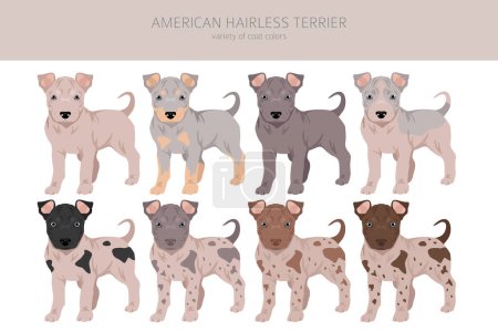 American hairless terrier puppy all colours clipart. Different coat colors and poses set.  Vector illustration