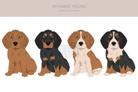 Apennin-Hundewelpen-Cliparts. Verschiedene Posen, festgelegte Fellfarben. Vektorillustration