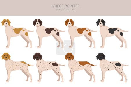 Ilustración de Ariege puntero clipart. Distintas poses, colores del abrigo establecidos. ilustración vectorial - Imagen libre de derechos